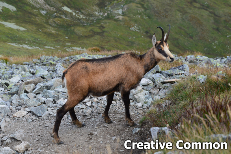 Chamois at high altitude