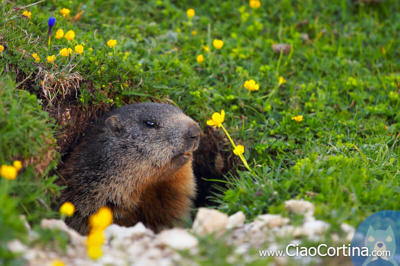 A marmot photographed near Ra Stua