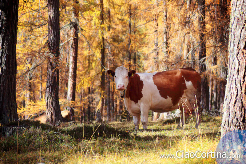 A cow grazing in the woods of Larieto, in Cortina d'Ampezzo