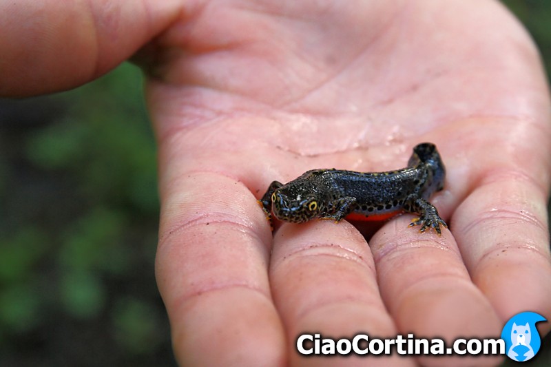 A newt found in a small puddle in a forest of Cortina