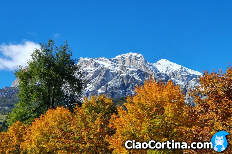 Autumn trees in Cortina, Tofana in the background