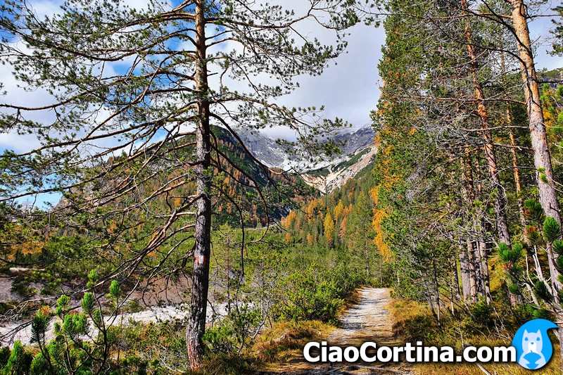 Panorama del bosco nella gita a Cortina d'Ampezzo