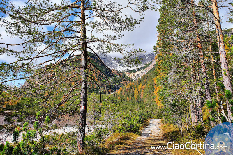 Panorama of the forest on the trip to Cortina d'Ampezzo