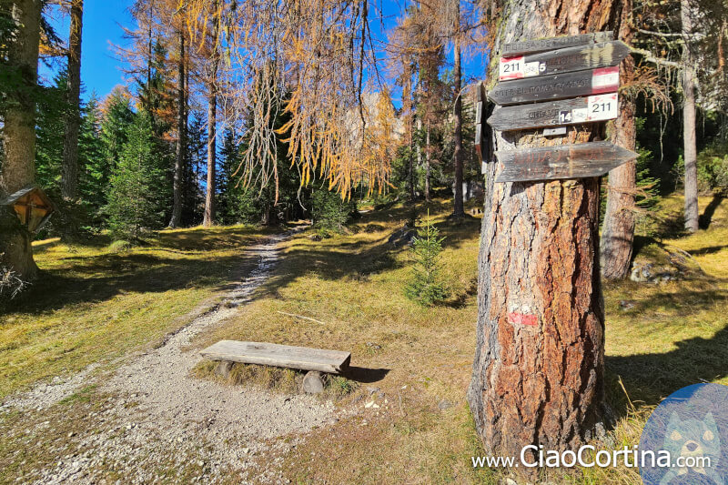 Cartelli in legno direzione sentiero 204 e sentiero 211 sull'albero