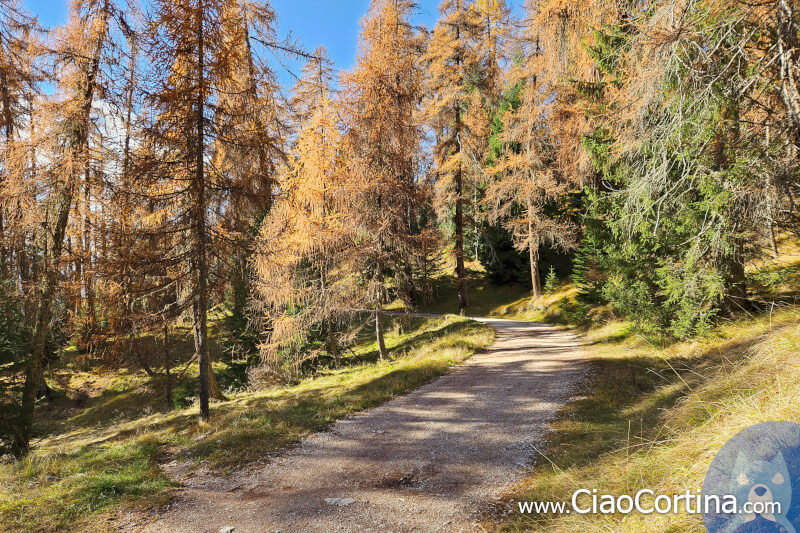 Passeggiata nel bosco da Larieto a Mietres