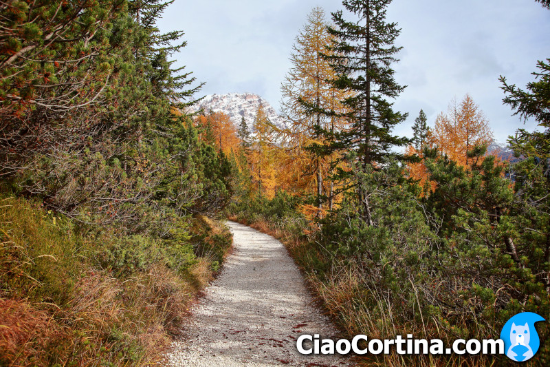 Woodland path from Piè Tofana to Posporcora
