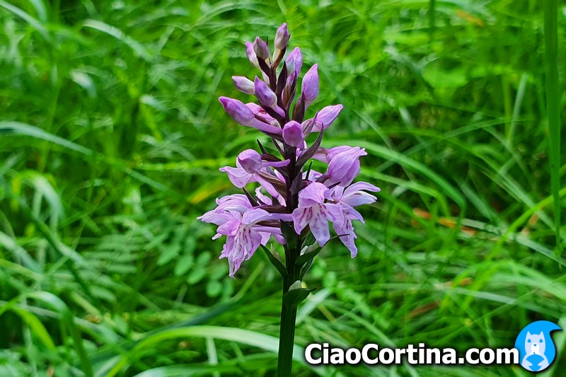 Orchidea spontanea del parco delle Dolomiti Ampezzane