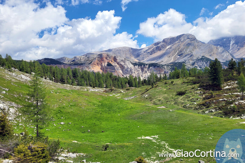 High altitude meadow