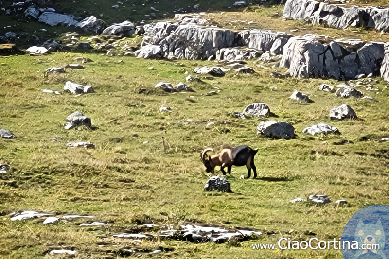 Chamois taken at Sennes