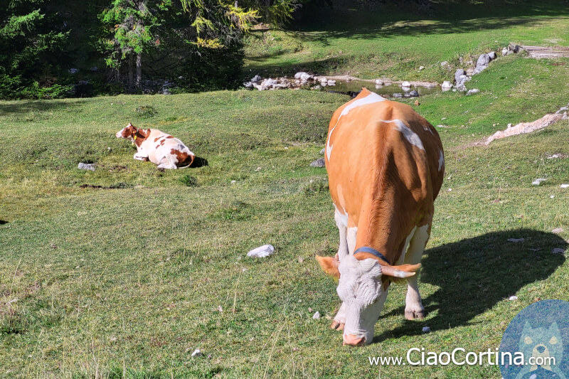 Cows grazing