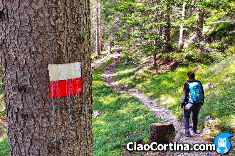Walk in the woods in Cortina d'Ampezzo