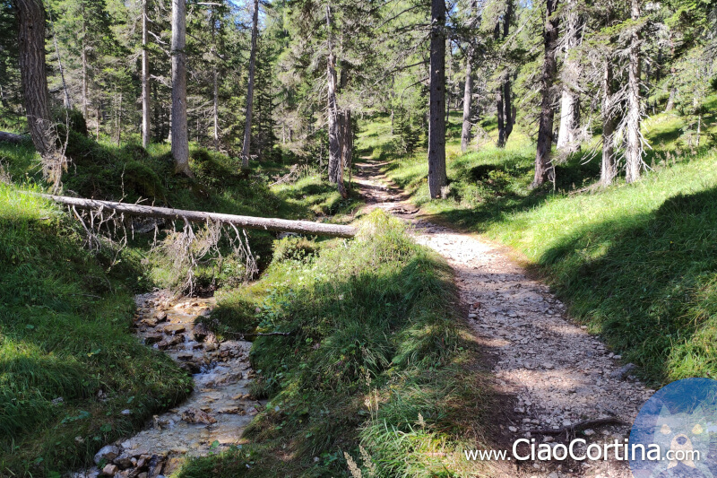 Il sentiero costeggia il ruscello sul monte Faloria