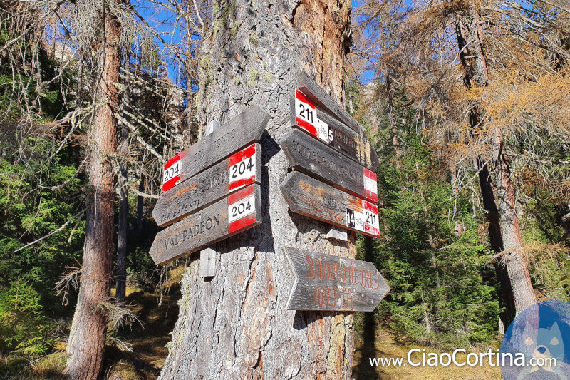 Some signs on a tree indicate the paths of Cortina d'Ampezzo