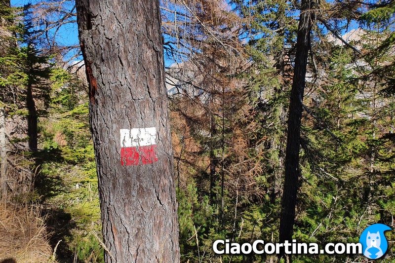 Un segnavia dipinto su un albero di Cortina