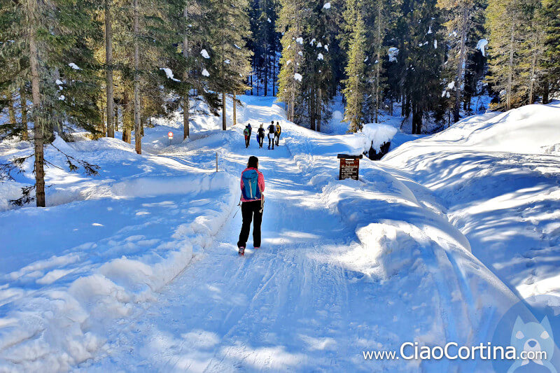 Uphill along the road of Malga Federa