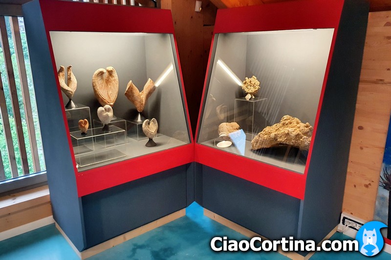Some fossils exposed in a showcase