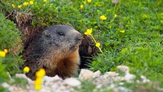 Gli animali di Cortina d'Ampezzo